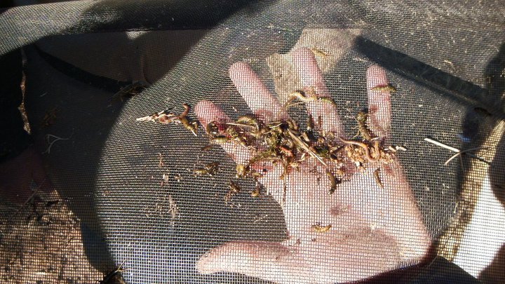 bugs