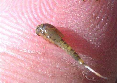 BWO