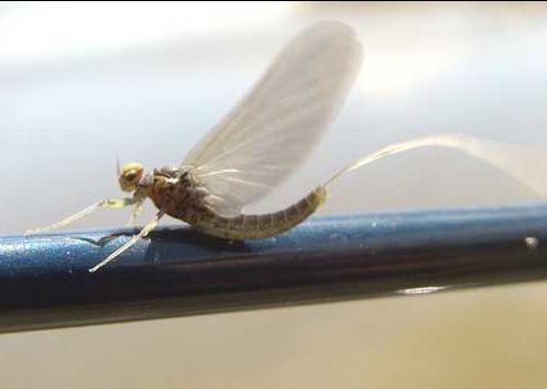 BWO2