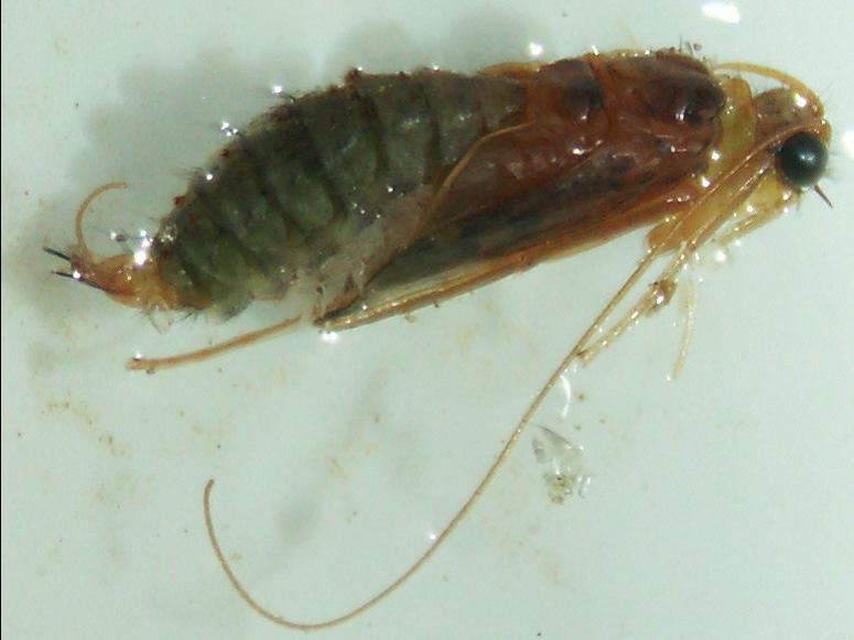 pupa